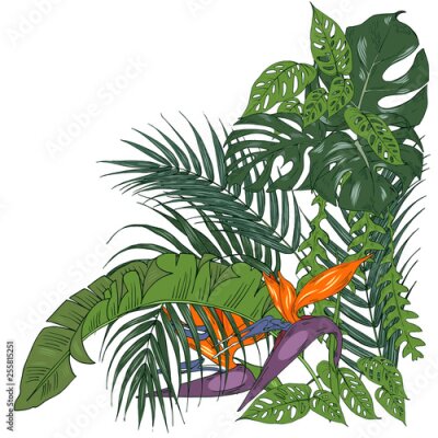 Papier peint  Tropical plants and flowers, palm and monstera leaves, strelitzia flowers, vector illustration