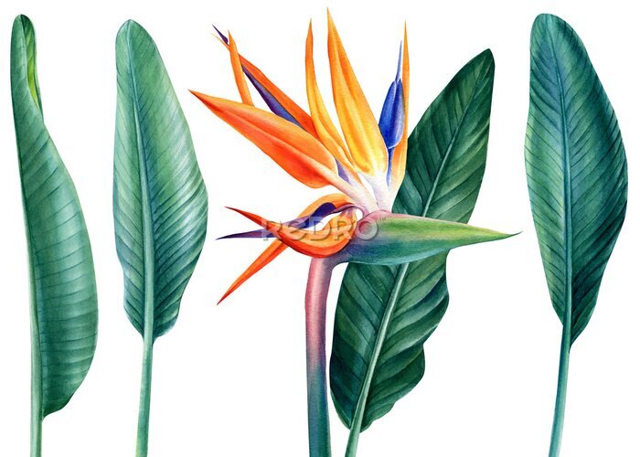 Papier peint  Tropical plants, bird paradise flower and palm leaves strelitzia, watercolor botanical painting, jungle design