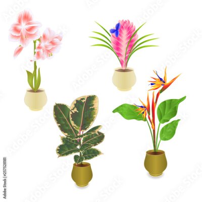 Papier peint  Tropical plants in pot amaryllis Tillandsia cyanea Ficus Elastica Strelitzia reginae tropical flowers in pot  on white background set two vintage vector illustration editable hand draw
