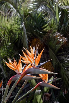 Papier peint  Tropical plants in wild nature, palm tree and Strelitzia reginae, Paradise Bird flowers. Botanical wallpaper. Jungle, tropical rainforest of Africa. Amazing blossom plant