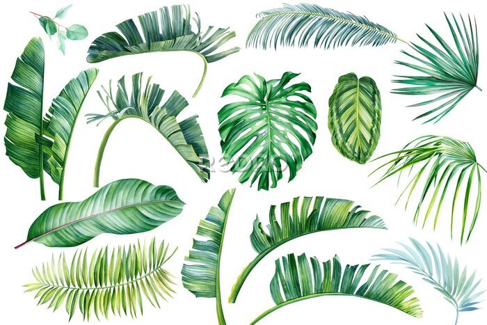 Papier peint  Tropical plants, monstera, strelitzia, eucalyptus, banana palm. Exotic flora. Isolated objects on white background