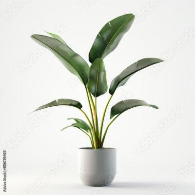 Papier peint  Tropical Plants On White. Three-Dimensional Strelitzia in a Pot Creating Botanical Beauty