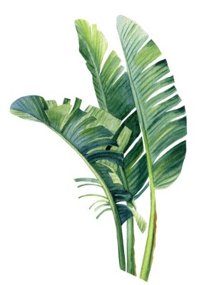Papier peint  Tropical plants.Palm leaves, strelitzia leaf watercolor botanical painting