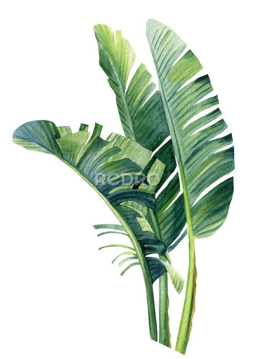Papier peint  Tropical plants.Palm leaves, strelitzia leaf watercolor botanical painting