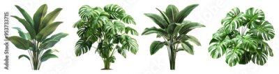 Papier peint  Tropical Plants Set: Monstera, Banana, Strelitzia