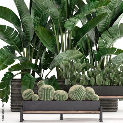 Papier peint  tropical plants Strelitzia and cactus in a pot on a white background