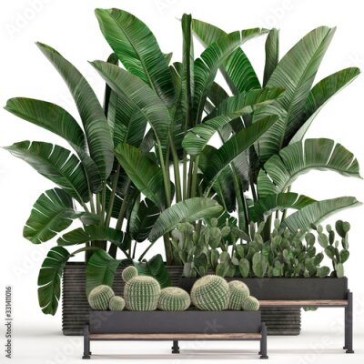 Papier peint  tropical plants Strelitzia and cactus in a pot on a white background