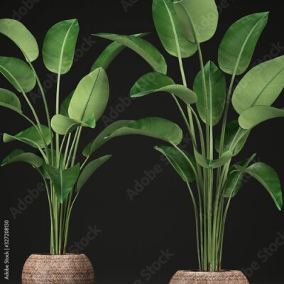 Papier peint  tropical plants Strelitzia, banana palm in a pot 