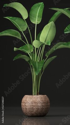 Papier peint  tropical plants Strelitzia, banana palm in a pot 