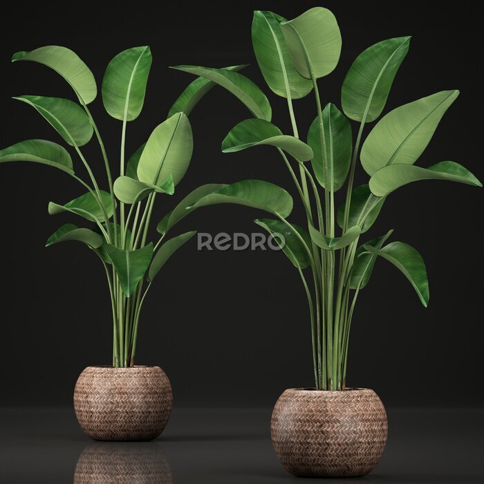 Papier peint  tropical plants Strelitzia, banana palm in a pot 