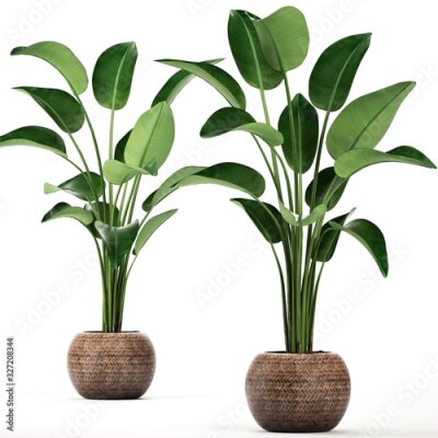 Papier peint  tropical plants Strelitzia, banana palm in a pot on white background	