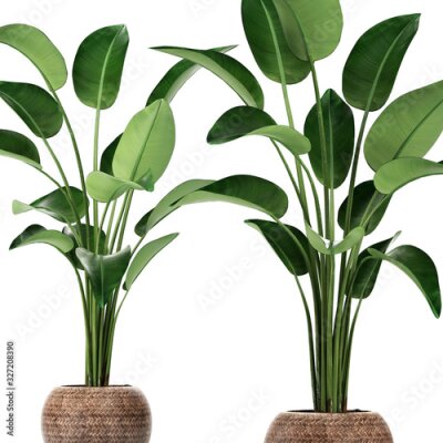 Papier peint  tropical plants Strelitzia, banana palm in a pot on white background	