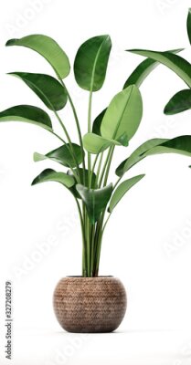 Papier peint  tropical plants Strelitzia, banana palm in a pot on white background	