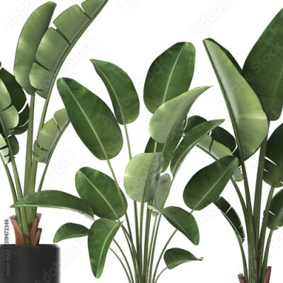 Papier peint  tropical plants Strelitzia, banana tree in a pot	