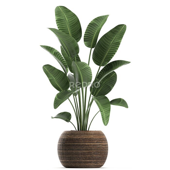 Papier peint  tropical plants Strelitzia in a bascket on a white background