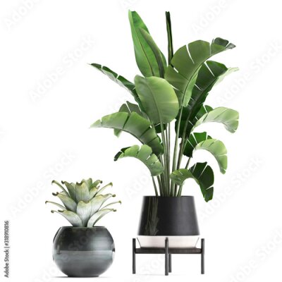 Papier peint  tropical plants Strelitzia in a pot