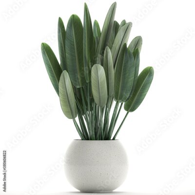 Papier peint  tropical plants Strelitzia in a pot on a white background	
