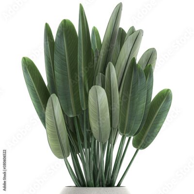 Papier peint  tropical plants Strelitzia in a pot on a white background	
