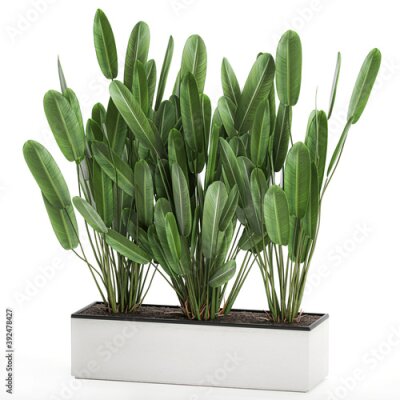 Papier peint  tropical plants Strelitzia in a pot on a white background