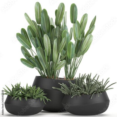Papier peint  tropical plants Strelitzia in a pot on a white background