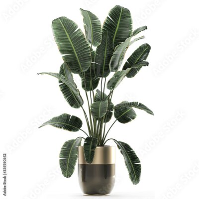 Papier peint  tropical plants Strelitzia in a pot on a white background