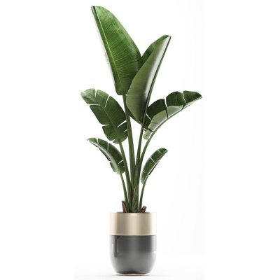 Papier peint  tropical plants Strelitzia in a pot on a white background	
