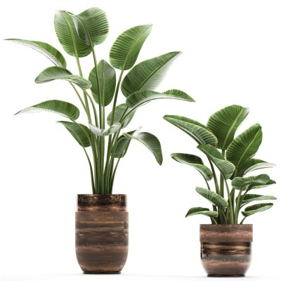 Papier peint  tropical plants Strelitzia in a pot on a white background