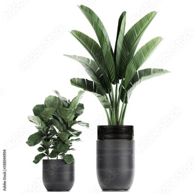 Papier peint  tropical plants Strelitzia in a pot on a white background	
