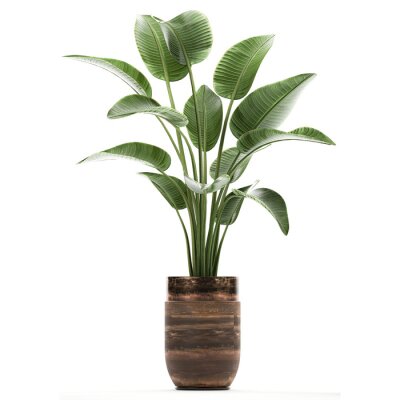 Papier peint  tropical plants Strelitzia in a pot on a white background