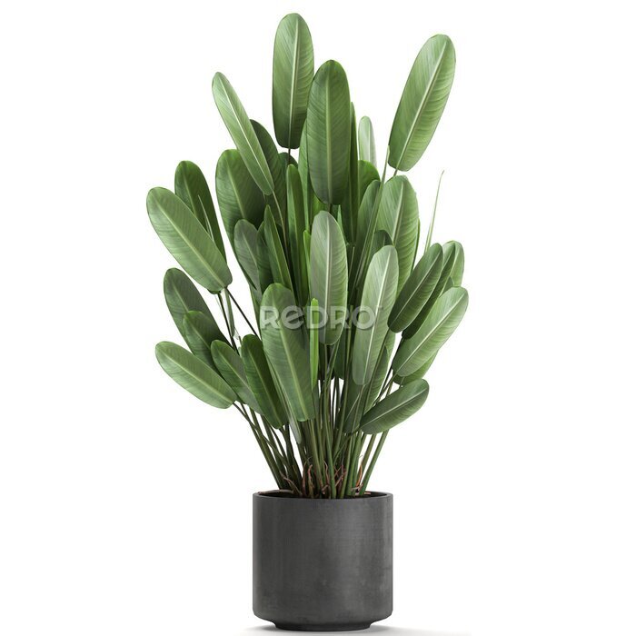 Papier peint  tropical plants Strelitzia in a pot on a white background