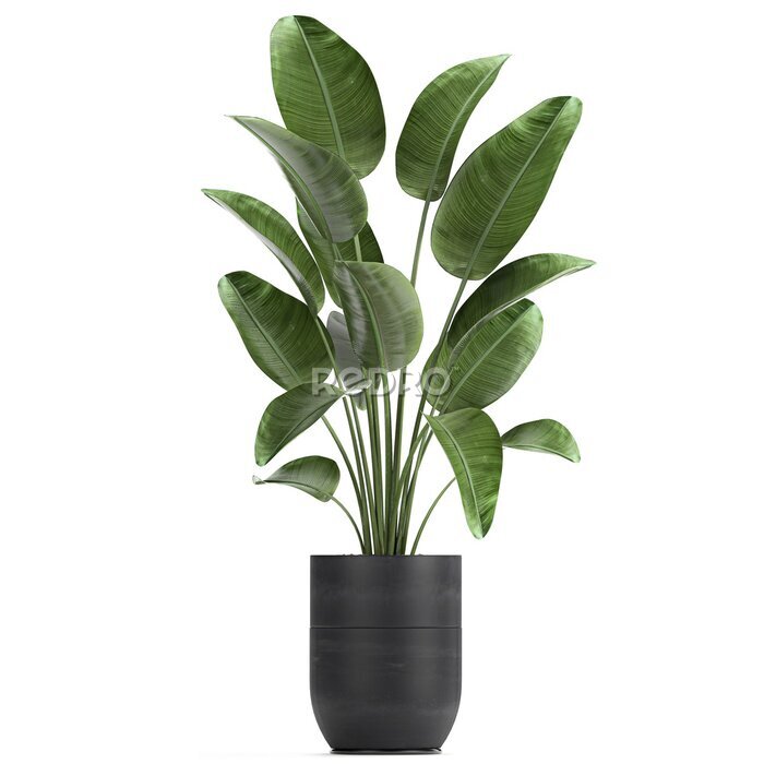 Papier peint  tropical plants Strelitzia in a pot on a white background