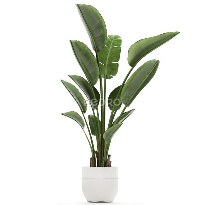Papier peint  tropical plants Strelitzia in a pot on a white background	
