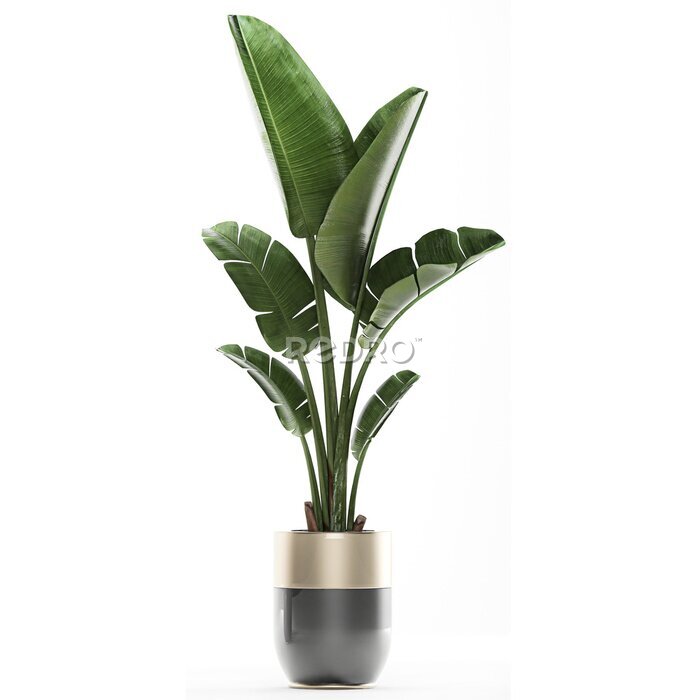 Papier peint  tropical plants Strelitzia in a pot on a white background	
