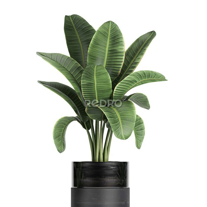 Papier peint  tropical plants Strelitzia in a pot on a white background