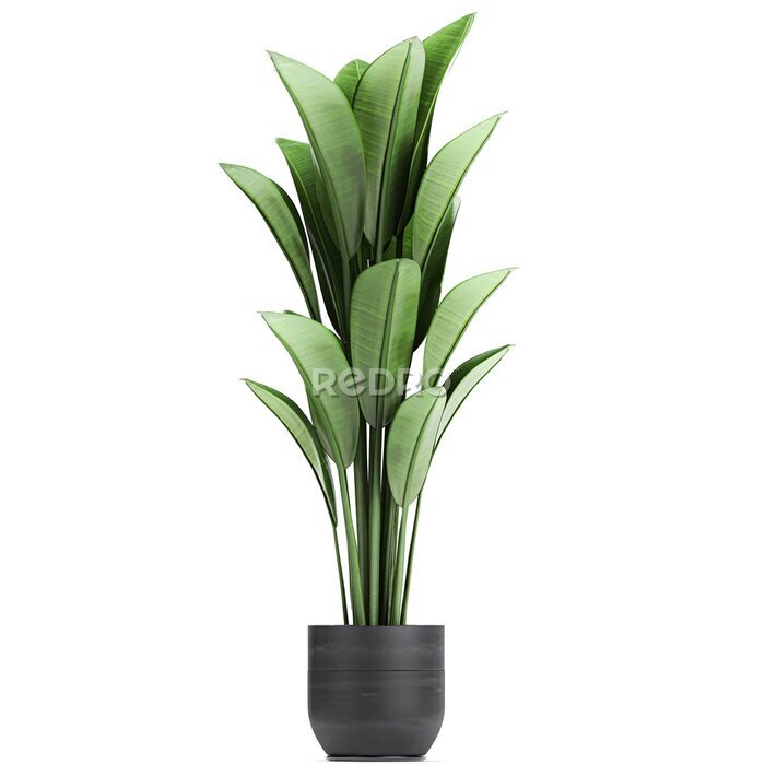 Papier peint  tropical plants Strelitzia in a pot on a white background	
