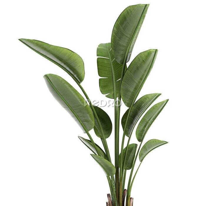 Papier peint  tropical plants Strelitzia in a pot on a white background