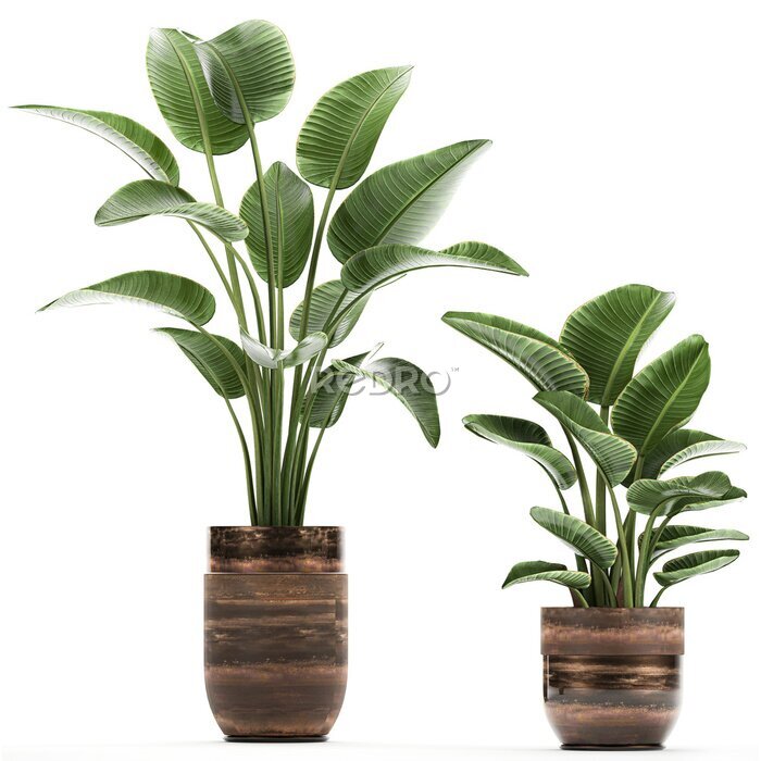 Papier peint  tropical plants Strelitzia in a pot on a white background