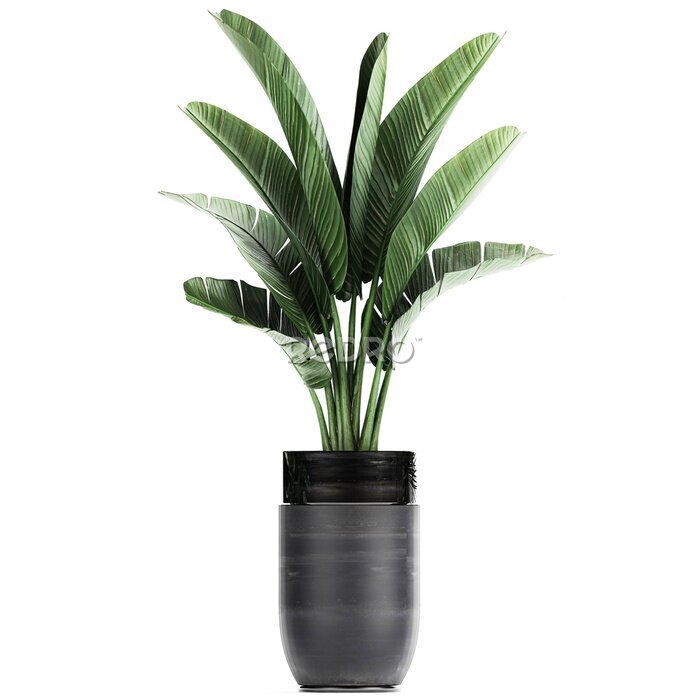 Papier peint  tropical plants Strelitzia in a pot on a white background
