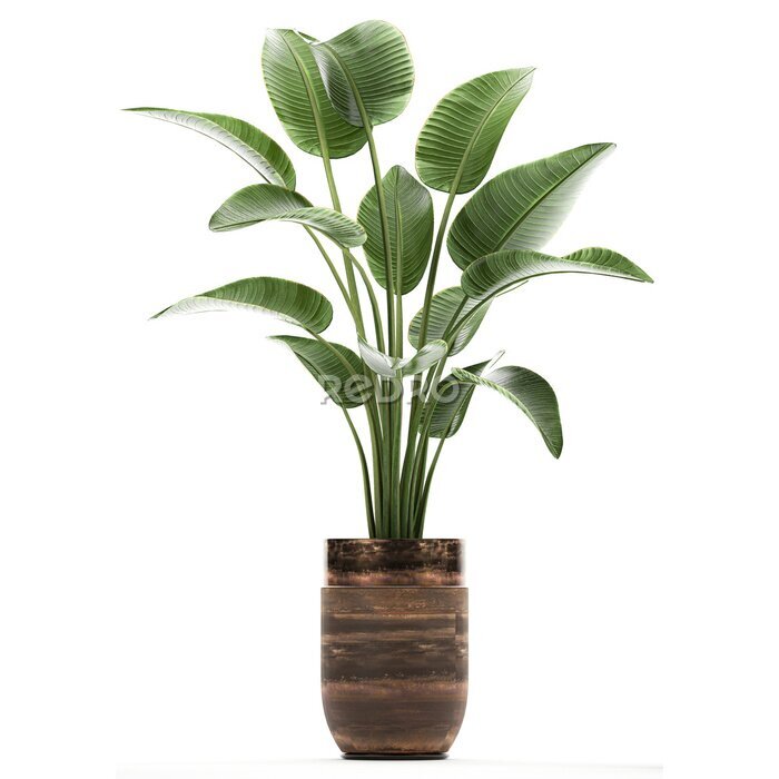 Papier peint  tropical plants Strelitzia in a pot on a white background