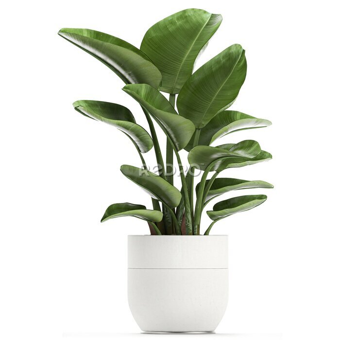 Papier peint  tropical plants Strelitzia in a pot on a white background
