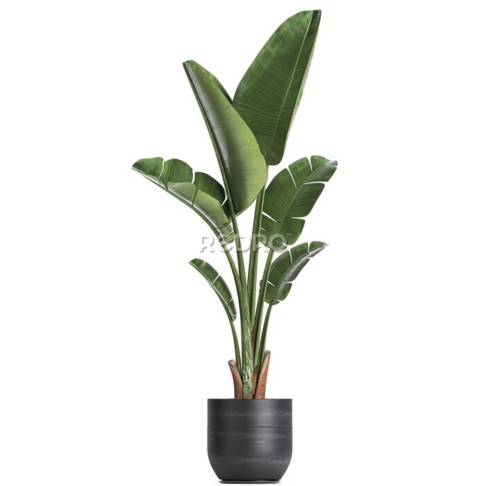 Papier peint  tropical plants Strelitzia in a pot on a white background	
