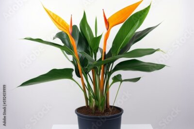 Papier peint  tropical plants Strelitzia in a pot on white background. Generative AI