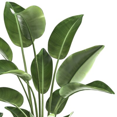 Papier peint  tropical plants Strelitzia in a rust pot on a white background