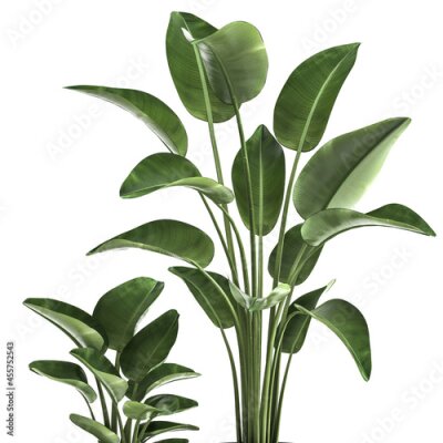 Papier peint  tropical plants Strelitzia in a rust pot on a white background