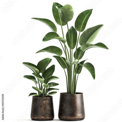 Papier peint  tropical plants Strelitzia in a rust pot on a white background