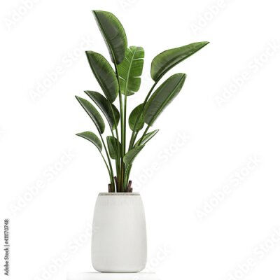Papier peint  tropical plants Strelitzia in a white pot on a white background