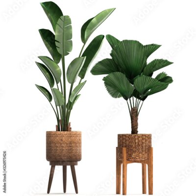 Papier peint  tropical plants Strelitzia isolated on white background