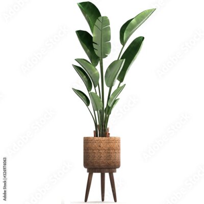 Papier peint  tropical plants Strelitzia isolated on white background