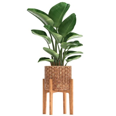 Papier peint  tropical plants Strelitzia isolated on white background