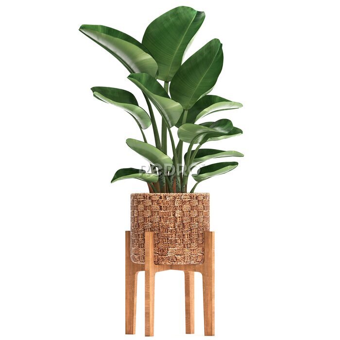 Papier peint  tropical plants Strelitzia isolated on white background